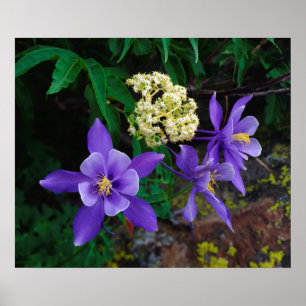 Poster Fleurs sauvages de colombine mutante