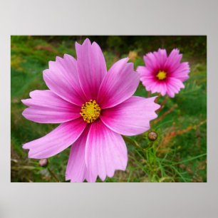 Poster Fleurs sauvages de Cosmos rose
