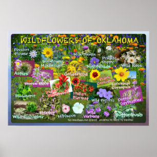 Poster Fleurs sauvages de l'affiche 19v2 de l'Oklahoma