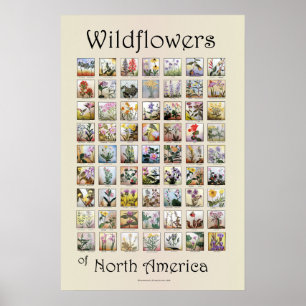 Poster Fleurs sauvages de l'Amérique du Nord