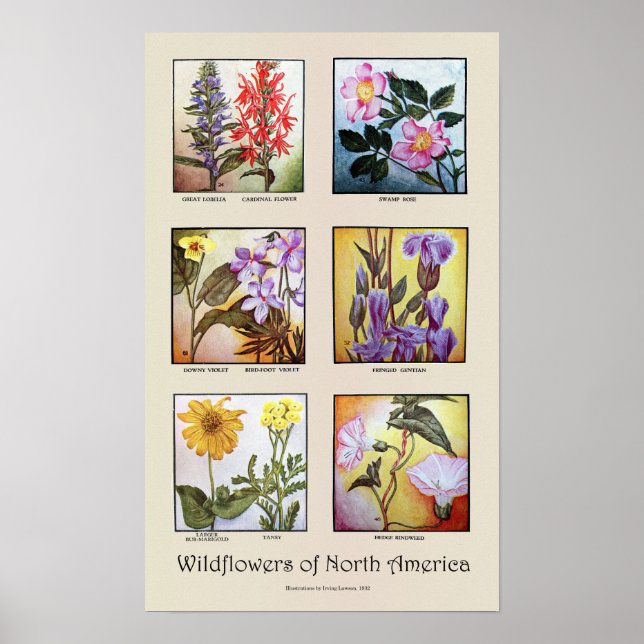 Poster Fleurs sauvages de l'Amérique du Nord [A] (Devant)