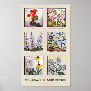 Poster Fleurs sauvages de l'Amérique du Nord [B]