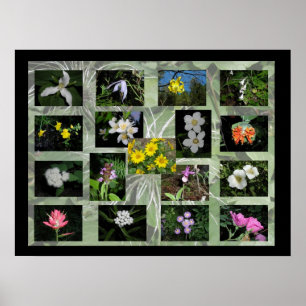 Poster Fleurs sauvages de l'Ouest Montana