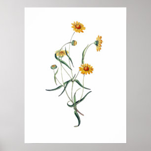 Poster Fleurs sauvages de marguerites jaunes Illustration
