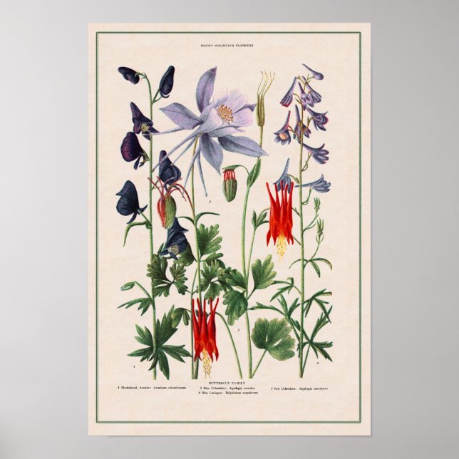 Poster Fleurs sauvages des Rocheuses (Devant)