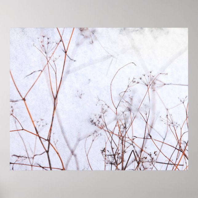 Poster Fleurs sauvages d'hiver Abstraits modernes en neig (Devant)