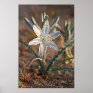 Poster Fleurs sauvages du lis du désert