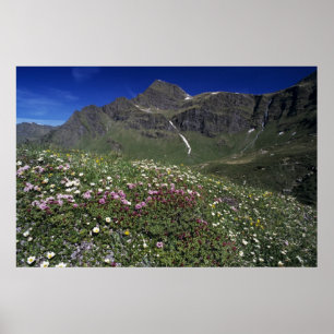Poster Fleurs sauvages, en fleurs, Alpes, Suisse