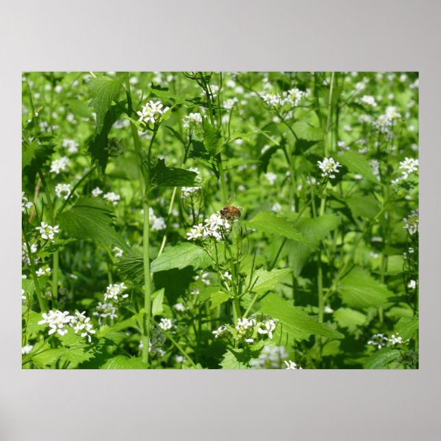 Poster Fleurs sauvages et une abeille (Devant)