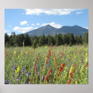 Poster Fleurs sauvages Flagstaff