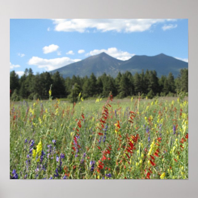 Poster Fleurs sauvages Flagstaff (Devant)