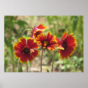 Poster Fleurs sauvages indiens de couverture