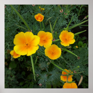 Poster fleurs sauvages jaunes