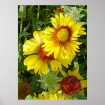 Fleurs sauvages jaunes Gaillardia F6