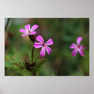 Poster Fleurs sauvages minuscules roses d'Herb Robert