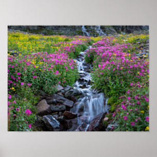 Poster Fleurs sauvages, Montagne Clements, Montana