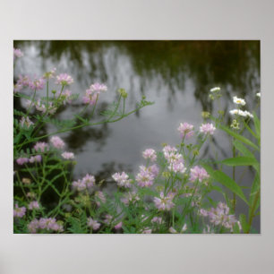 Poster Fleurs sauvages roses près de Brook