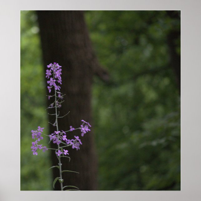 Poster Fleurs sauvages violets (Devant)