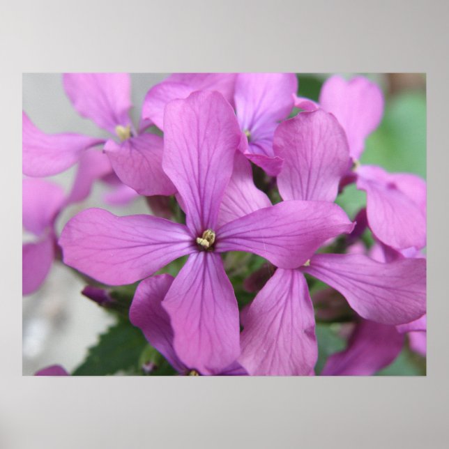 Poster Fleurs sauvages violets (Devant)