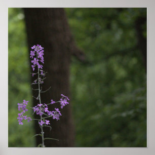 Poster Fleurs sauvages violettes
