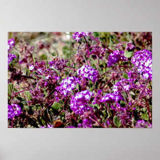Poster Fleurs sauvages violettes - Gros plan sur la flora