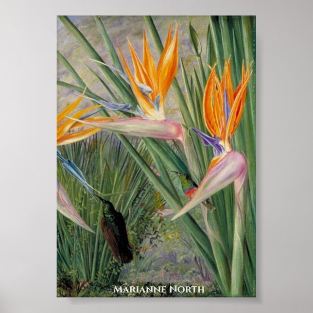 Poster Fleurs Strelitzia et Oiseaux de sucre Marianne Nor (Devant)