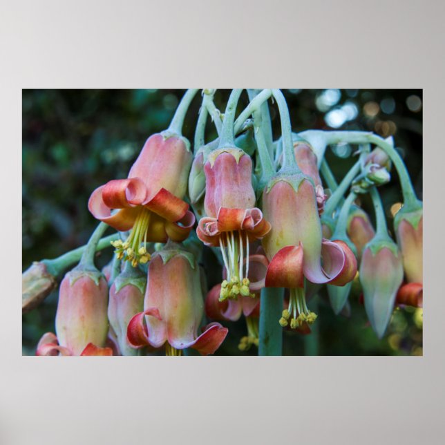 Poster Fleurs Succulentes d'Echeverie (Devant)