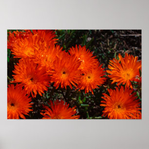 Poster Fleurs Succulentes Vertes et Oranges d'Afrique du 