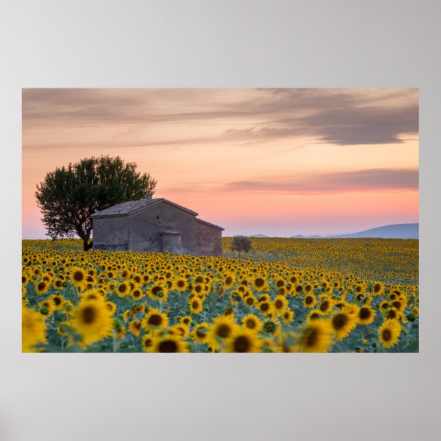 Poster Fleurs | Sunflower Field Provence, France (Devant)