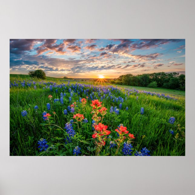 Poster Fleurs | Texas Bluebonnets & Indian Paintbrush (Devant)