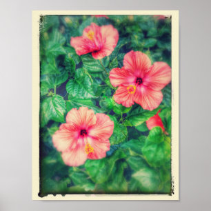 Poster Fleurs tropicales de ketmie de style vintage