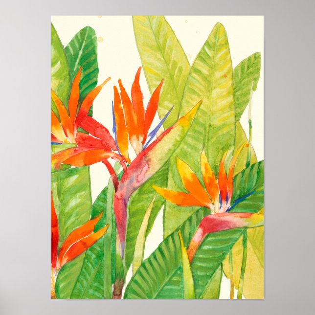 Poster Fleurs tropicales | Oiseau du paradis (Devant)