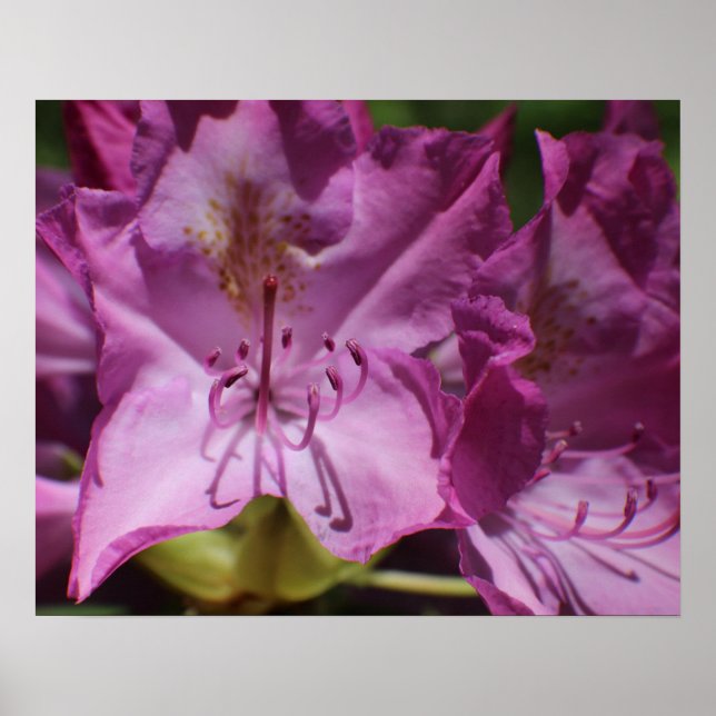 Poster Fleurs tropicales roses (Devant)