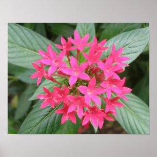 Poster Fleurs tropicales roses vives