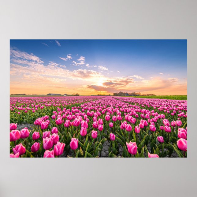 Poster Fleurs | Tulips Holland Sud, Pays-Bas (Devant)