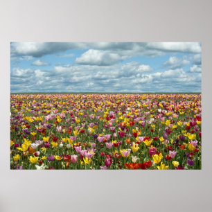 Poster Fleurs Tulips Willamette Valley Oregon