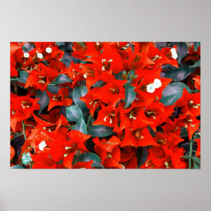 Poster Fleurs vibrantes de bougainvillée rouge