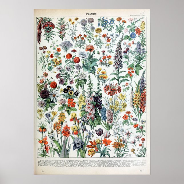 Poster Fleurs vintages de Millot Adolphe (Devant)