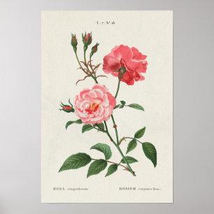 Poster Fleurs vintages de Rosa