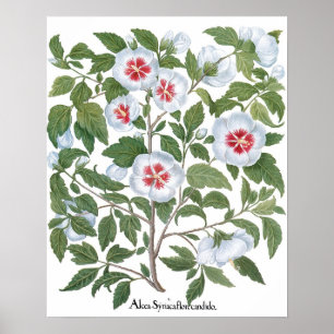 Poster Fleurs vintages d'Hibiscus par Basilius Besler