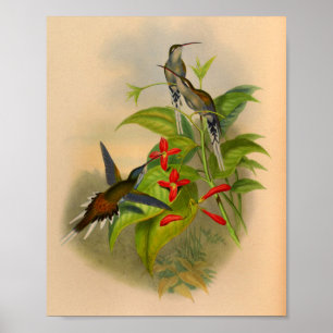 Poster Fleurs vintages d'impression de colibri de 1861