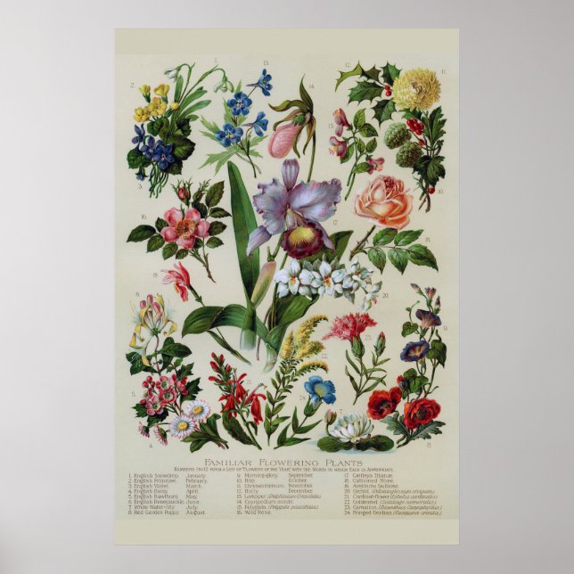 Poster Fleurs vintages Florales Rustiques (Devant)