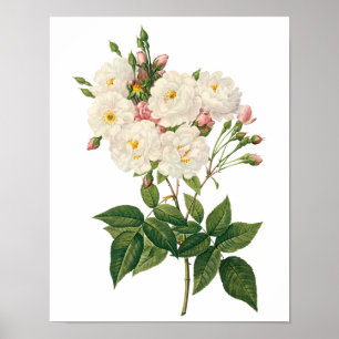 Poster Fleurs vintages Flore Blush Noisette Rose Redoute
