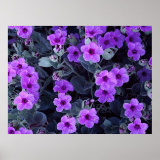 Poster Fleurs violettes
