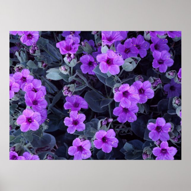 Poster Fleurs violettes (Devant)
