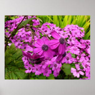 Poster Fleurs violettes de San Francisco
