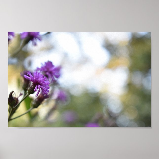 Poster Fleurs violettes Été Nature Photographie Florale (Devant)
