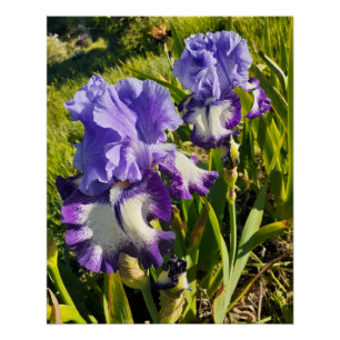Poster Fleurs violettes florales Iris Irises Fête des Mèr