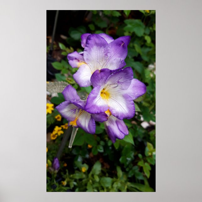 Poster Fleurs violettes Freesia (Devant)