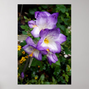 Poster Fleurs violettes Freesia
